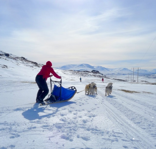 Excursions en chiens de traineau en Islande