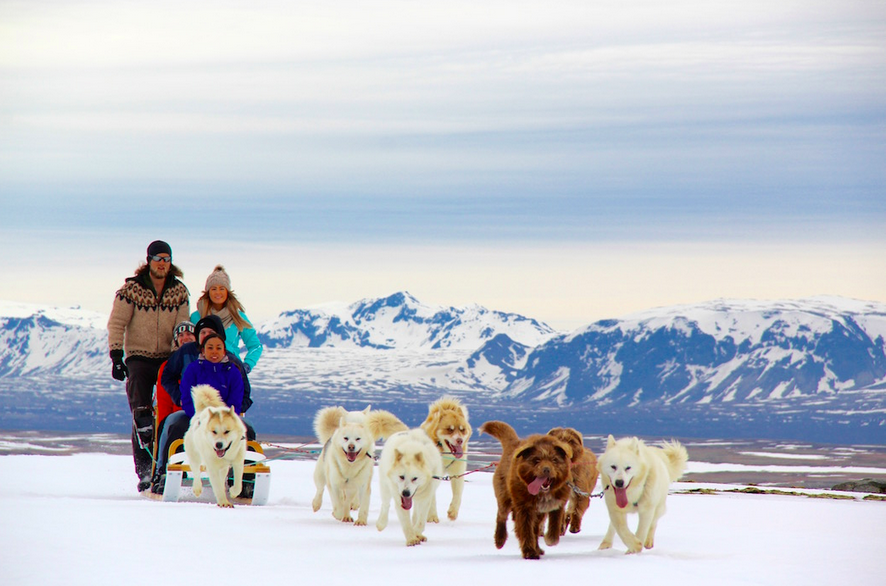 Excursions en chiens de traineau en Islande
