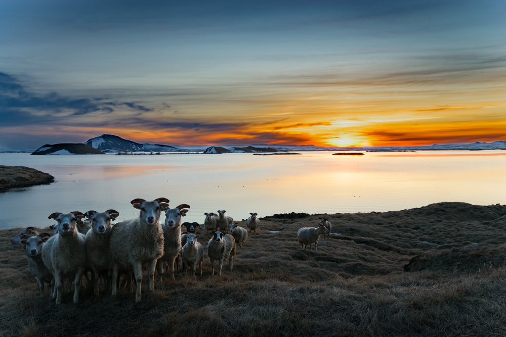 Cinq raisons de voyager en Islande en été