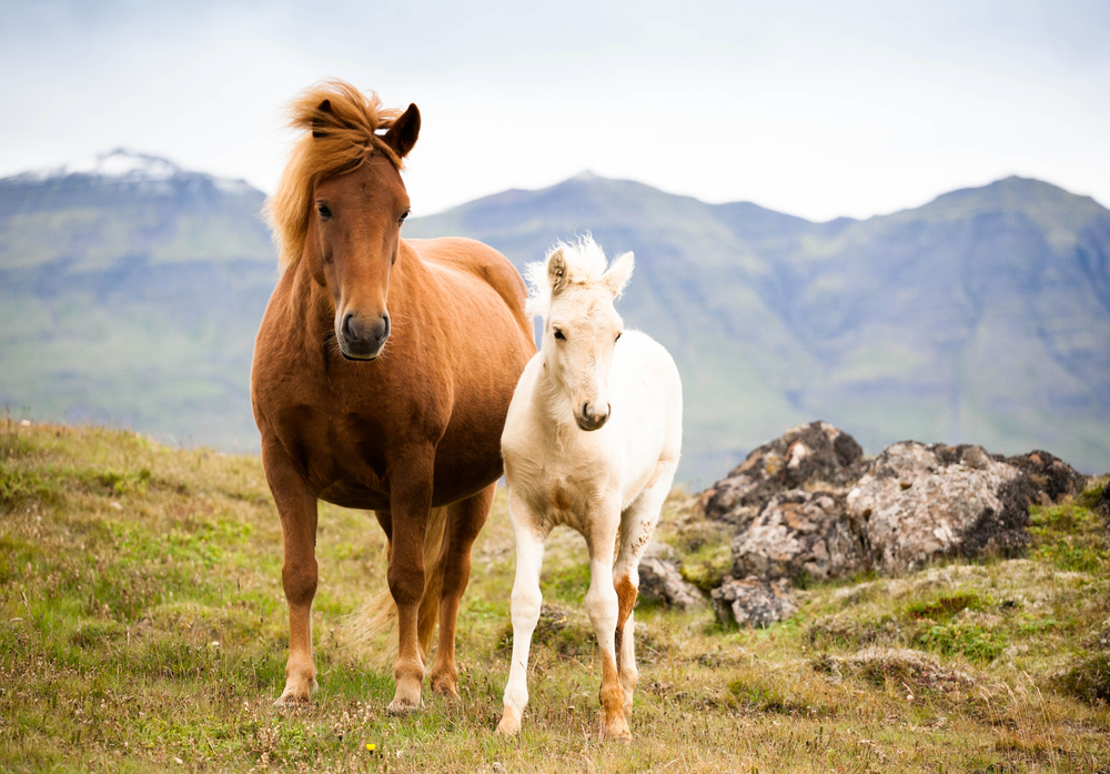 Nobles chevaux islandais 