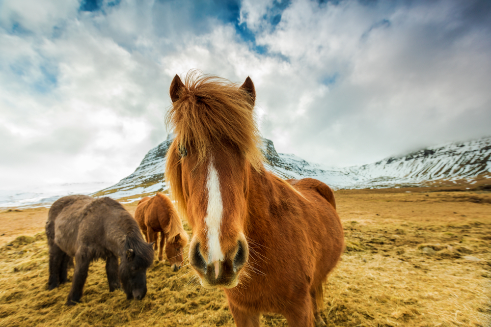 Nobles chevaux islandais 